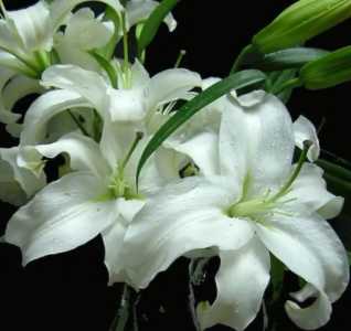 百合花语大全
