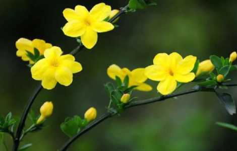 迎春花是什么颜色