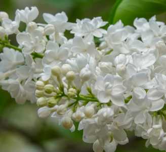 丁香花的颜色