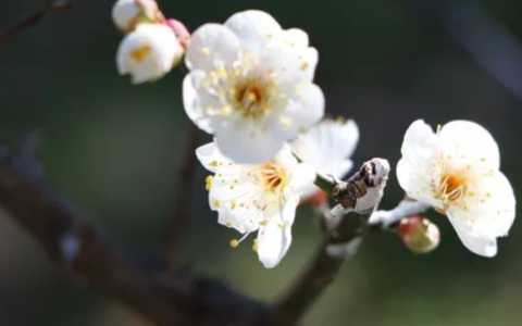 花中四君子指什么