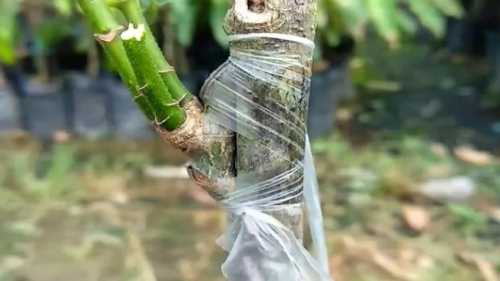 如何嫁接果树