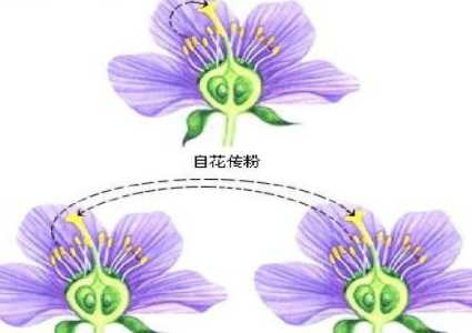 植物妈妈传播种子的方法有哪些