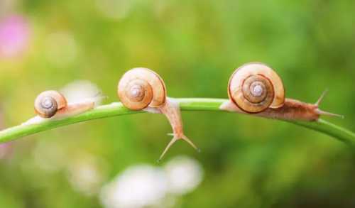 蜗牛在农业生产上是