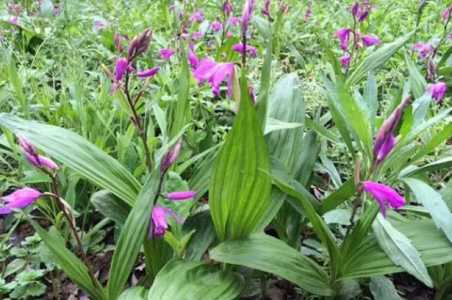 白芨种苗种植