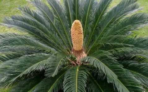 铁树开花吗