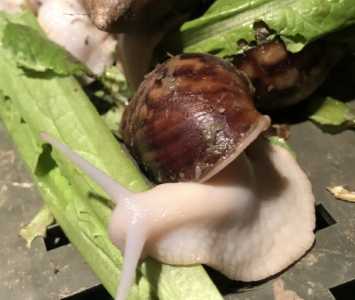 白玉蜗牛养殖