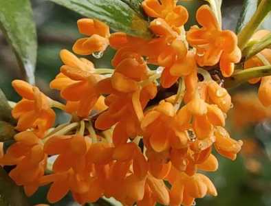 金桂花树种植技术