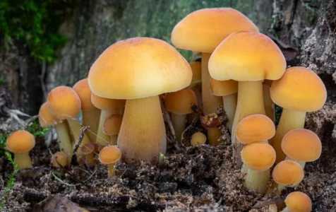 食用菌种类
