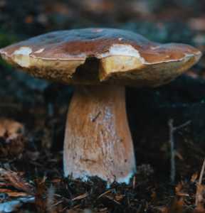 牛肝菌产地