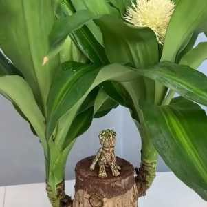 巴西木开花有毒吗