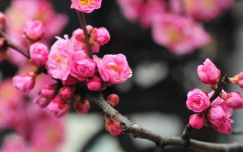 梅花的特点和精神