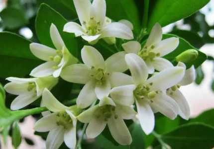 九里香花适合在室内养吗