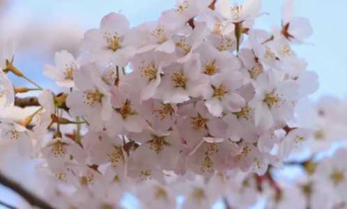 三月开什么花