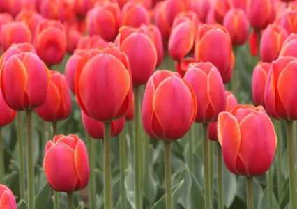 郁金香花语象征与寓意