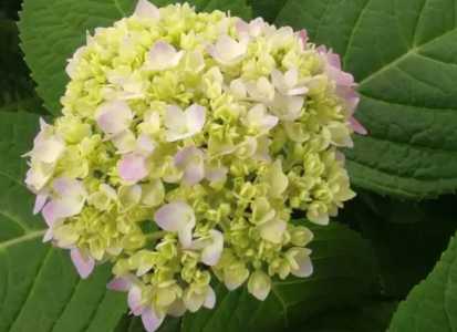 绣球花花语