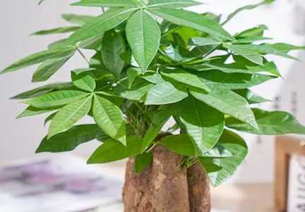 幸福树的养护