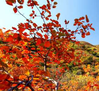 香山红叶最佳观赏期