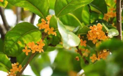 如何嫁接桂花