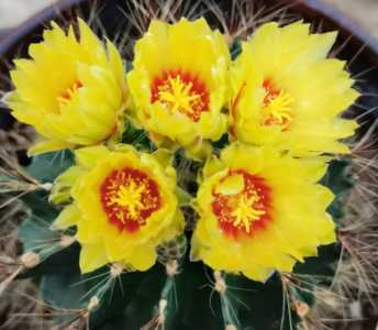 仙人掌开花