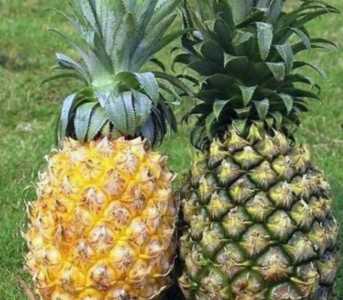 菠萝和凤梨