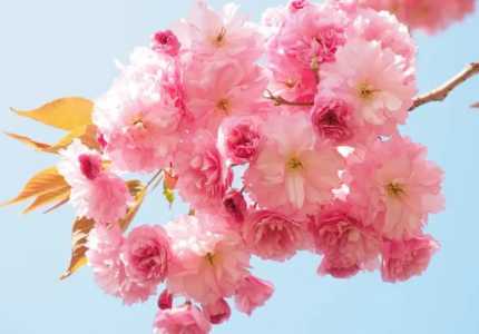 樱花的花语是什么