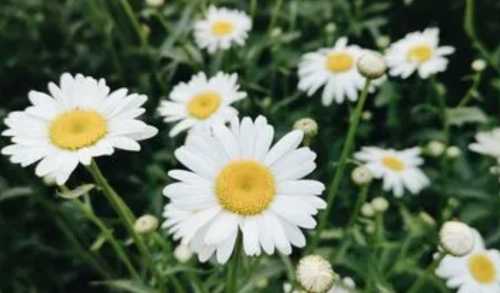 小雏菊的花语
