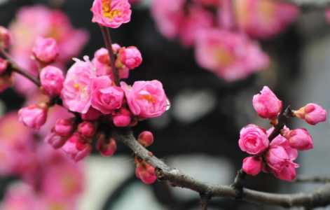 冬天有什么花