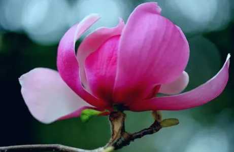 深圳市市花