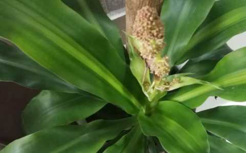 巴西木开花