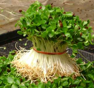 芽苗菜如何种植