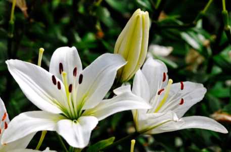 百合花的种植