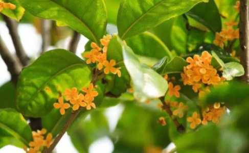 桂花的资料