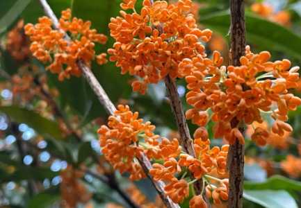 桂花时节是几月