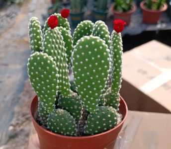 防辐射植物