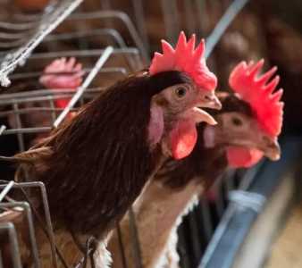 肉鸡养殖技术
