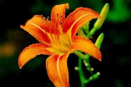 1月开什么花