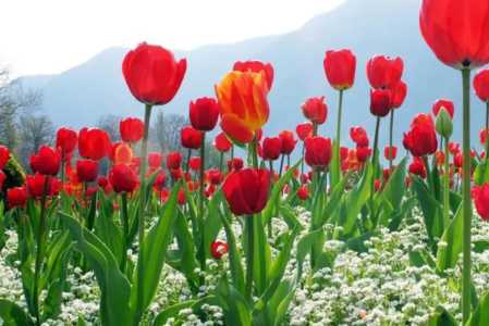 郁金香的花语