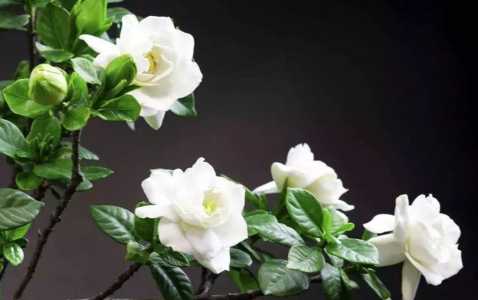 栀子花花语