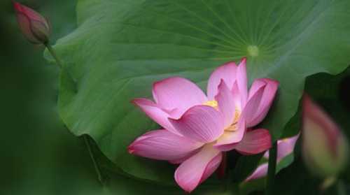 菡萏是什么