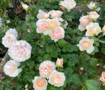 月季花品种