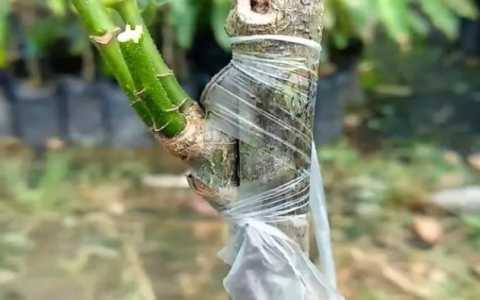 果树嫁接技术
