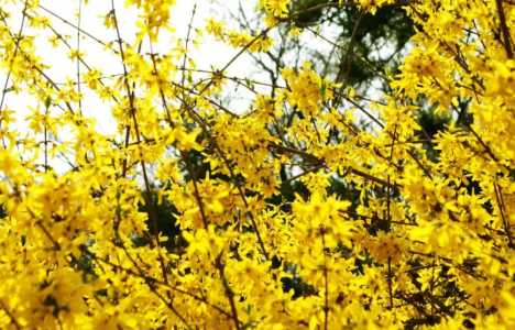 迎春花几月开