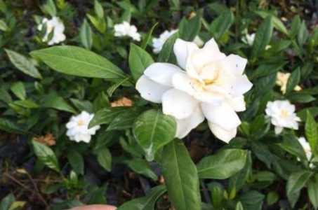 大叶栀子花