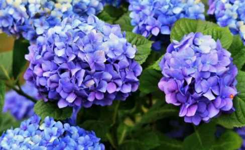 绣球花的花语