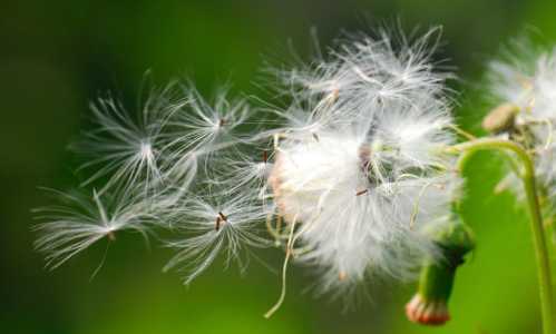 植物种子的传播方式