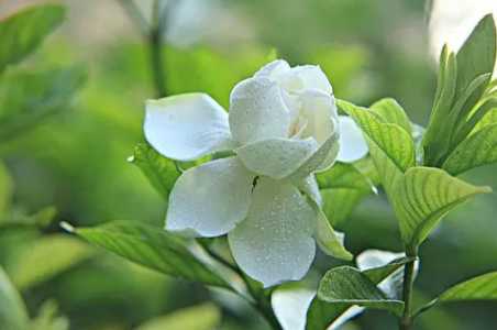 栀子花黄叶