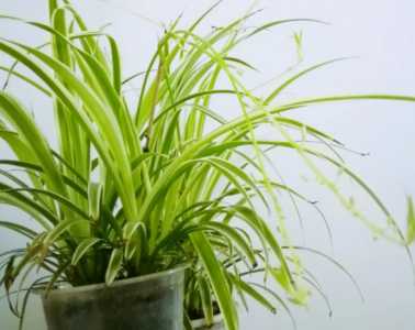 吸收甲醛的植物有哪些