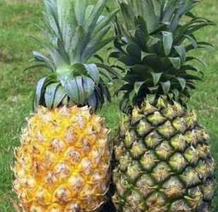 菠萝与凤梨