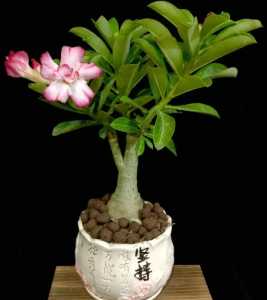 室内花卉品种