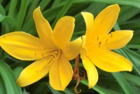 黄花菜有毒吗